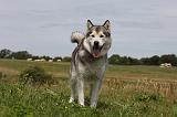 ALASKAN MALAMUTE 684